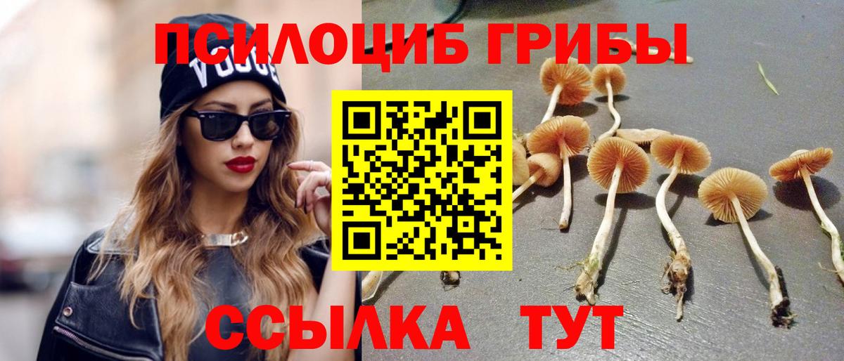 Псилоцибиновые грибы Psilocybe Кисловодск